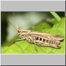 Chorthippus biguttulus - Nachtigall-Grashuepfer w01 Tongrube OS-Wallenhorst.jpg